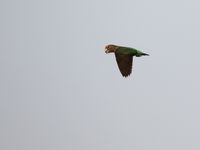 Brown-necked parrot © Diederik D'Hert