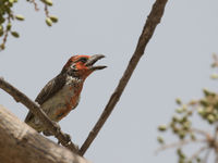 Viellot's barbet © Diederik D'Hert