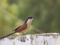 Senegal coucal © Diederik D'Hert