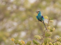 Een Abyssinian roller. © Diederik D'Hert