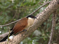 Een Senegal coucal. © Diederik D'Hert