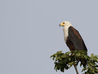 African fish eagle © Diederik D'Hert