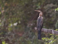 African darter in vol ornaat. © Diederik D'Hert