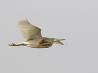 Squacco heron in vlucht. © Diederik D'Hert