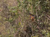 Een red colobus-monkey. © Diederik D'Hert