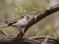 Dark chanting goshawk © Diederik D'Hert