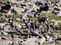 Altai argali op een bergflank. © STARLING reizen