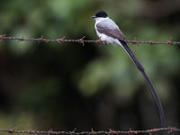 Fork-tailed flycatcher is een algemene verschijning in open gebieden. © Joachim Bertrands