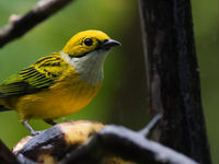 Silver-throated tanager brengt een bezoekje aan de feeder. © Joachim Bertrands