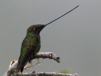 Sword-billed hummingbird met spectaculaire snavel. © Joachim Bertrands