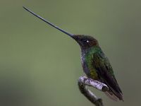 Sword-billed hummingbird is de vogel met de in verhouding langste snavel. © Joachim Bertrands