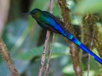 Violet-tailed sylph geeft een nieuwe betekenis aan het woord iriserend. © Joachim Bertrands