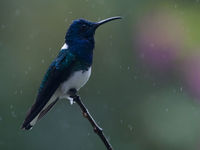 White-necked jacobin in de regen. © Joachim Bertrands