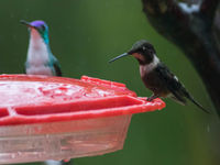 Een jong mannetje purple-throated woodstar deelt de feeder tesamen met een Andean emerald. © Joachim Bertrands