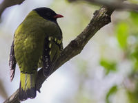 Een barred fruiteater houdt rustig de omgeving rond hem in de gaten. © Joachim Bertrands