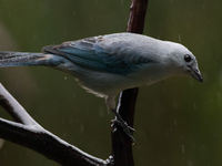 Blue-gray tanager in de regen. © Joachim Bertrands