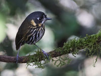 Een crescent-faced antpitta toont zich van z'n beste kant. © Joachim Bertrands