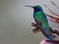 De prachtige kleuren van de zeer algemene sparkling violetear laten zich goed zien. © Joachim Bertrands