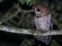 Een blik op de rufous-banded owl die we tegenkwamen tijdens een eerdere prospectiereis. © Joachim Bertrands