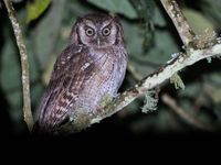 In de omgeving van onze lodges kunnen we rekenen op uilen zoals deze tropical screech-owl. © Joachim Bertrands