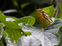 Blackburnian warblers bevolken massaal de hooglanden van Colombia tijdens de noordelijke winter. © Joachim Bertrands