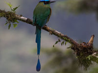 Motmots mogen dan niet erg actief zijn, de Andean motmot maakt dat zeker goed door de prachtige kleuren. © Joachim Bertrands