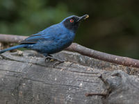 Een masked flowerpiercer laat zich mooi zien. © Joachim Bertrands