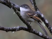 White-throated tyrannulet is een van de algemeenste vliegenvangers deze reis. © Joachim Bertrands