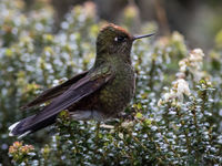 Rainbow-bearded thornbill is een doelsoort deze reis. © Joachim Bertrands