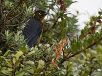 Lacrimose mountain-tanager toont z'n opvallende gezichtsmarkeringen. © Joachim Bertrands