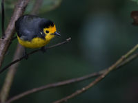 Een golden-fronted redstart laat zich mooi bekijken. © Joachim Bertrands