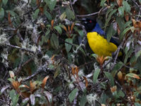 Een hooded mountain-tanager kijkt ons aan vanuit de vegetatie. © Joachim Bertrands