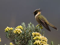 Een buffy helmetcrest (E) vlakbij de voedselplant. © Joachim Bertrands