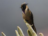 Buffy helmetcrest (E), een erg zeldzaam en prachtige kolibri en één van onze hoofddoelsoorten. © Joachim Bertrands