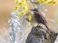 Deze stout-billed cinclodes heeft z'n naam niet gestolen. © Joachim Bertrands