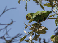 Rufous-fronted parakeets (E) zijn parkieten van het hoogland en tevens endemisch voor Colombia. © Joachim Bertrands