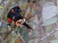 Deze scarlet-bellied mountain-tanager is ongetwijfeld een van de mooiste soorten op grotere hoogte. © Joachim Bertrands