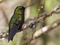 Black-thighed puffleg is een erg lokale verschijning aan de voet van de Nevado del Ruiz. © Joachim Bertrands