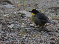 Pale-naped brushfinch is één van de tiental brushfinches waar we deze reis kans op maken. © Joachim Bertrands