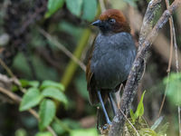 Een chestnut-naped antpitta verlaat voorzichtig de diepe vegetatie. © Joachim Bertrands