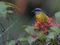 Bananaquit, een algemene maar bizar uitziende tanager die voorkomt over heel Midden- en Zuid-Amerika. © Joachim Bertrands