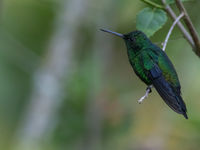 Steely-vented hummingbird is eentje van die prachtige groene pareltjes. © Joachim Bertrands