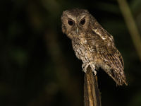 Colombian screech-owl bij Otun Quimbaya. Deze soort wordt soms gelumpt met rufescent screech-owl. © Joachim Bertrands