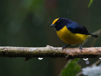 Een orange-bellied euphonia schuilt voor de regen. © Joachim Bertrands