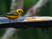 Golden tanager op een fruittafel. © Joachim Bertrands