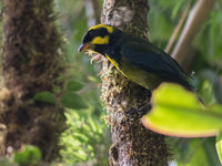 Gold-ringed tanager in de ondergroei te Montezuma. © Joachim Bertrands