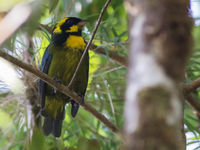 Gold-ringed tanager, een erg zeldzame Choco-endeem die we enkel in Montezuma te zien krijgen. © Joachim Bertrands