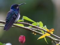 Een white-necked jacobin, een van de maarliefst 60 soorten kolibri's waar we tijdens deze reis kans op maken. © Joachim Bertrands