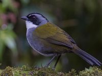 Een gray-browed brushfinch verschijnt uit de ondergroei. © Joachim Bertrands