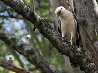 Yellow-headed caracara is een algemene soort in de opener gebieden. © Joachim Bertrands